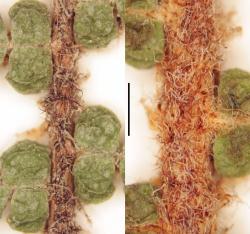 Gleichenia dicarpa. Indumentum on the adaxial surface of the β costa: group C (WELT P026814) at left; group D (WELT P021155) at right.  Scale bar = 1 mm.
 Image: L.R. Perrie © Te Papa 2014 CC BY-NC 3.0 NZ